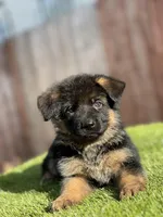 Fido, a male German Shepherd Dog for sale in Los Angeles, CA – Photo 2 of 4