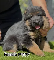 Dulia, a female German Shepherd Dog for sale in Los Angeles, CA – 1 of 3