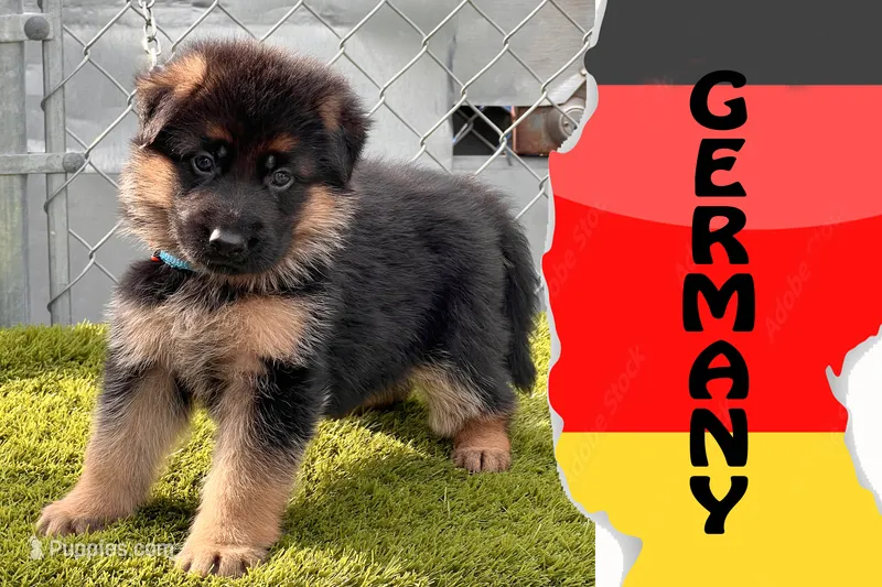 Dora – German Shepherd Dog puppy for sale in Los Angeles, CA