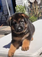 Nia, a female German Shepherd Dog for sale in Los Angeles, CA – Photo 3 of 3