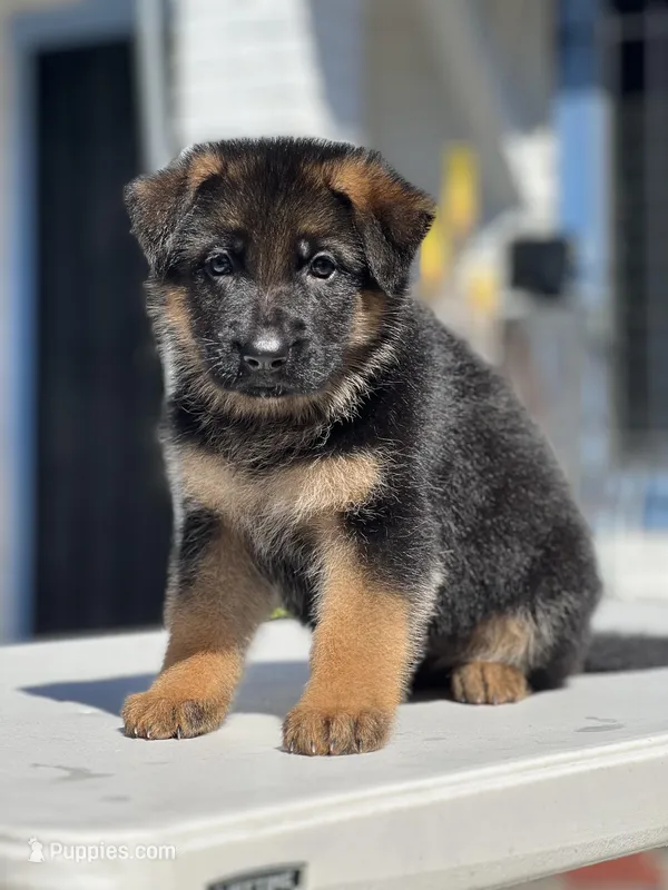 Nia – German Shepherd Dog puppy for sale in Los Angeles, CA