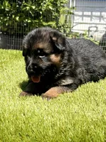 Hela, a female German Shepherd Dog for sale in Los Angeles, CA – 4 of 10