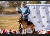 Dubai, a female German Shepherd Dog for sale in Los Angeles, CA – 3 of 3
