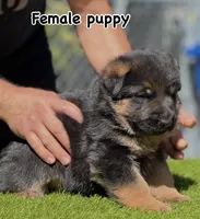Dora, a female German Shepherd Dog for sale in Los Angeles, CA – 1 of 3