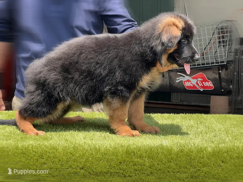 Fausto – German Shepherd Dog puppy for sale in Los Angeles, CA