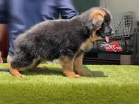 Fausto, a male German Shepherd Dog for sale in Los Angeles, CA – 1 of 8