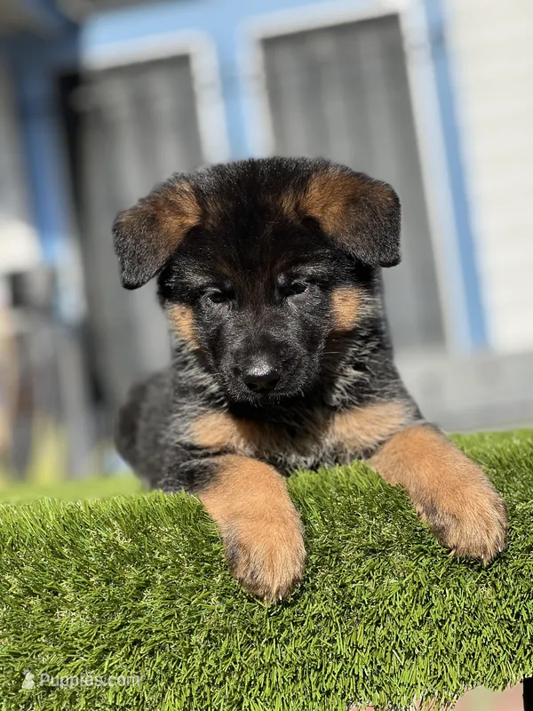 Feya – German Shepherd Dog puppy for sale in Los Angeles, CA