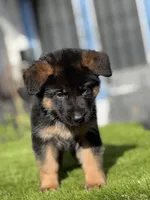 Feya, a female German Shepherd Dog for sale in Los Angeles, CA – Photo 2 of 4