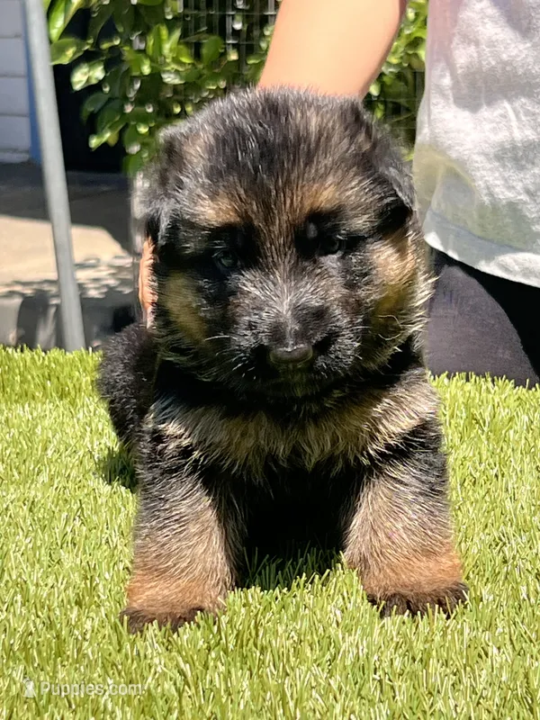 Hela – German Shepherd Dog puppy for sale in Los Angeles, CA