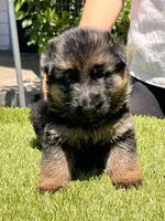 Hela, a female German Shepherd Dog for sale in Los Angeles, CA – 1 of 10