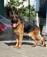 Willy , a male German Shepherd Dog for sale in Los Angeles, CA – 2 of 3