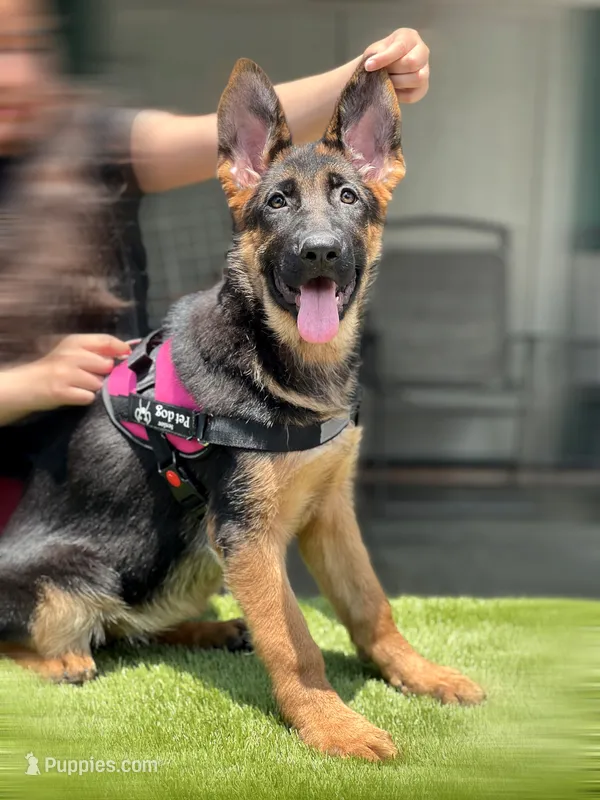Feya – German Shepherd Dog puppy for sale in Los Angeles, CA