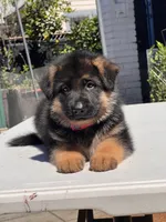 Bear, a male German Shepherd Dog for sale in Los Angeles, CA – Photo 3 of 3