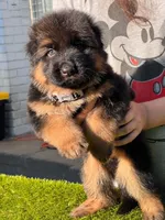 Bethy, a female German Shepherd Dog for sale in Los Angeles, CA – 3 of 5