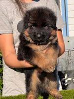 Chencho, a male German Shepherd Dog for sale in Los Angeles, CA – 1 of 4