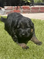 Bethy, a female German Shepherd Dog for sale in Los Angeles, CA – 1 of 7