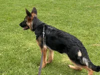 Feya, a female German Shepherd Dog for sale in Los Angeles, CA – 3 of 6