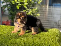 Hela, a female German Shepherd Dog for sale in Los Angeles, CA – 4 of 7