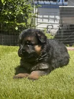 Hela, a female German Shepherd Dog for sale in Los Angeles, CA – 2 of 10