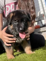 Fanto, a male German Shepherd Dog for sale in Los Angeles, CA – Photo 2 of 4