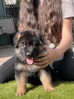 Fanto, a male German Shepherd Dog for sale in Los Angeles, CA – Photo 1 of 4