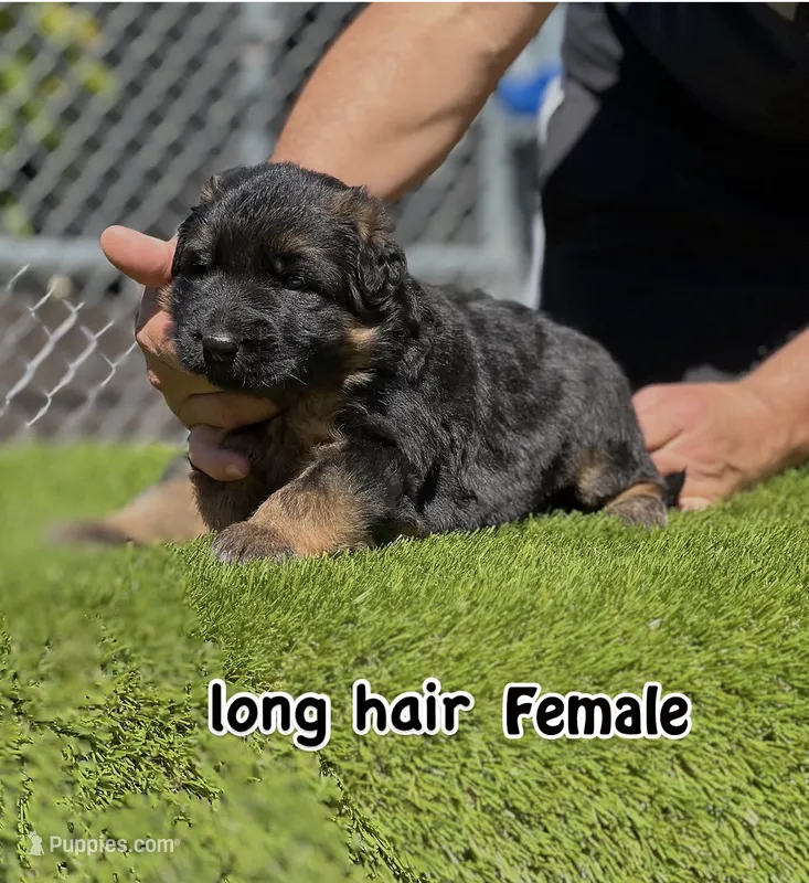 Dubai, a female German Shepherd Dog for sale in Los Angeles, CA – 1 of 3