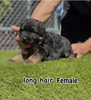 Dubai, a female German Shepherd Dog for sale in Los Angeles, CA – 1 of 3