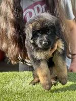 Fausto, a male German Shepherd Dog for sale in Los Angeles, CA – Photo 1 of 5