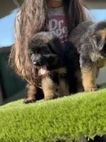 Fausto, a male German Shepherd Dog for sale in Los Angeles, CA – Photo 3 of 5