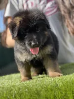 Fausto, a male German Shepherd Dog for sale in Los Angeles, CA – Photo 2 of 5