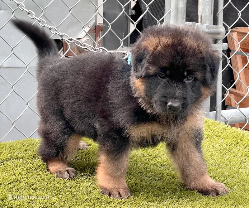 Dubai – German Shepherd Dog puppy for sale in Los Angeles, CA