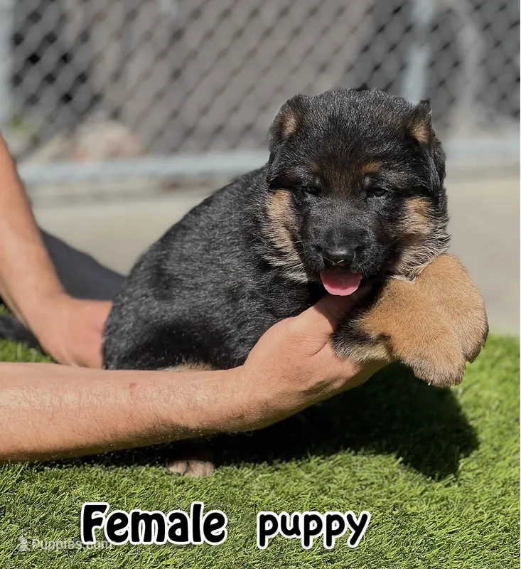 Dumma, a female German Shepherd Dog for sale in Los Angeles, CA – 1 of 3