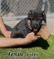 Dumma, a female German Shepherd Dog for sale in Los Angeles, CA – 1 of 3