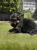Hela, a female German Shepherd Dog for sale in Los Angeles, CA – 7 of 10