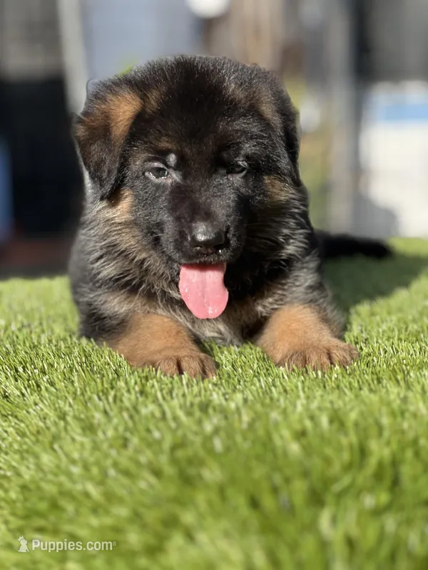 Faylo  – German Shepherd Dog puppy for sale in Los Angeles, CA