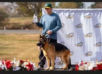 Faylo , a male German Shepherd Dog for sale in Los Angeles, CA – Photo 4 of 4