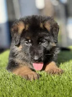 Faylo , a male German Shepherd Dog for sale in Los Angeles, CA – Photo 2 of 4