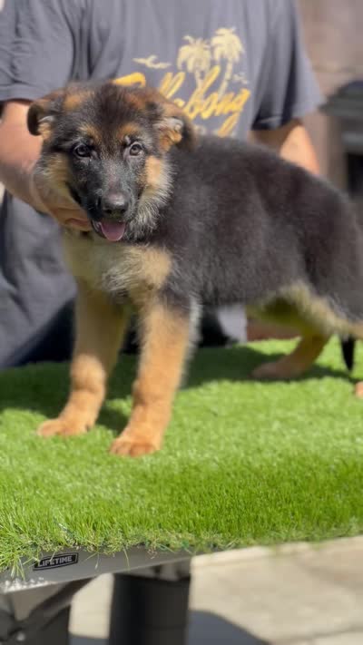Farina, a female German Shepherd Dog for sale in Los Angeles, CA – 3 of 5