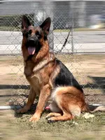 Farina, a female German Shepherd Dog for sale in Los Angeles, CA – 5 of 5