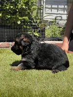 Hela, a female German Shepherd Dog for sale in Los Angeles, CA – 3 of 10