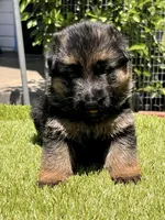 Hela, a female German Shepherd Dog for sale in Los Angeles, CA – 6 of 10