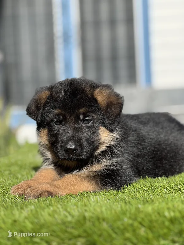Falko – German Shepherd Dog puppy for sale in Los Angeles, CA