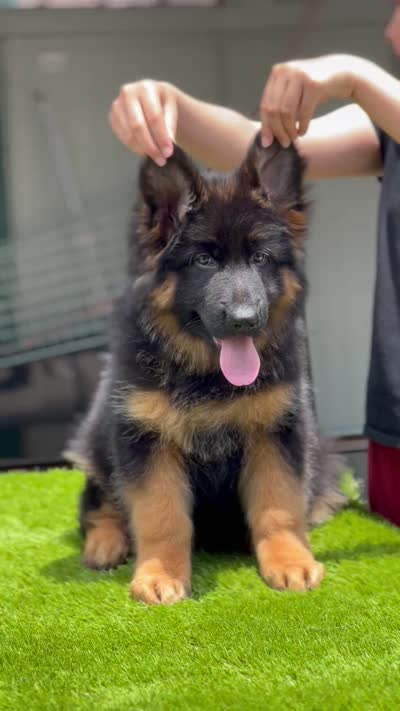 Fausto, a male German Shepherd Dog for sale in Los Angeles, CA – 6 of 8