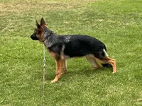 Farina, a female German Shepherd Dog for sale in Los Angeles, CA – 3 of 7