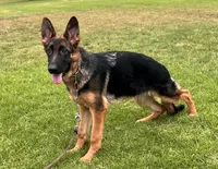Farina, a female German Shepherd Dog for sale in Los Angeles, CA – 2 of 7