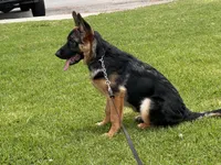 Feya, a female German Shepherd Dog for sale in Los Angeles, CA – 1 of 6