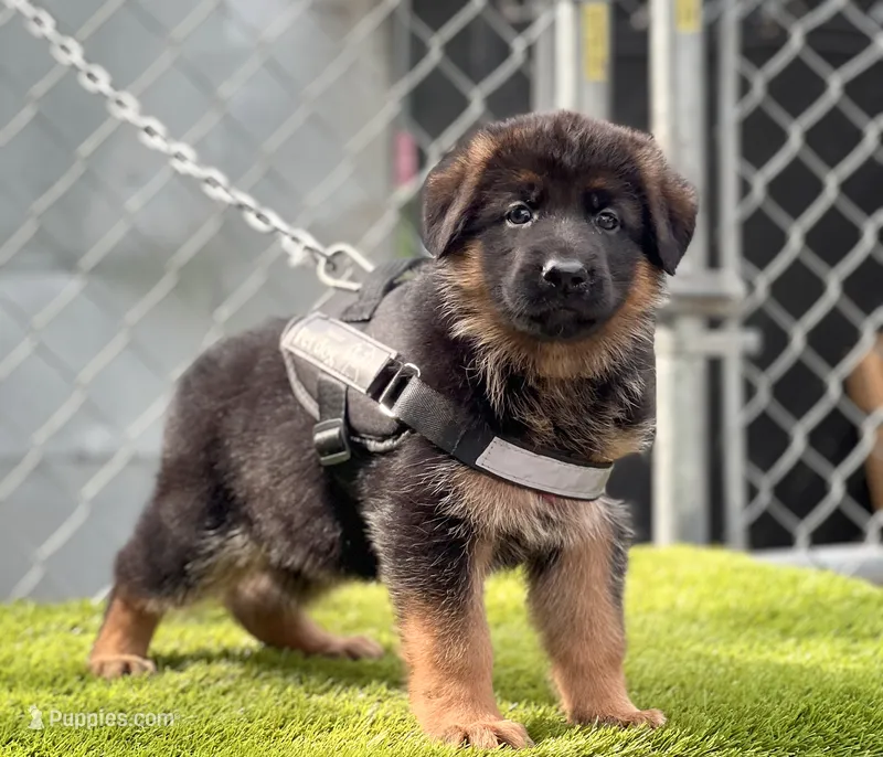 Dumma – German Shepherd Dog puppy for sale in Los Angeles, CA