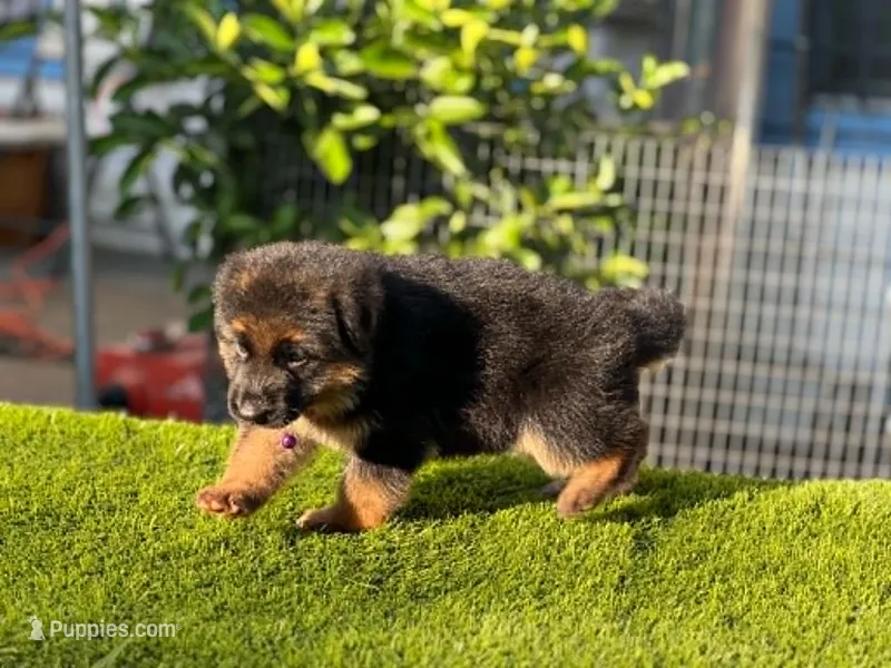 Hela – German Shepherd Dog puppy for sale in Los Angeles, CA