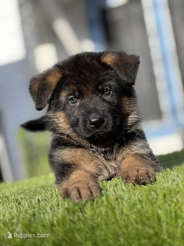 Farina – German Shepherd Dog puppy for sale in Los Angeles, CA