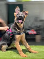 Feya, a female German Shepherd Dog for sale in Los Angeles, CA – 3 of 9